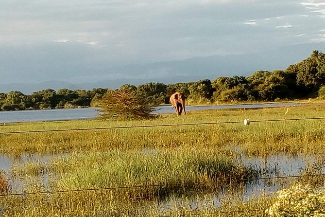 Udawalawe Safari - Private & Customize Tour - Price and Value: What $110 Gets You in Practice
