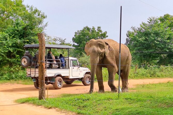 Udawalawe Safari - Private & Customize Tour - Where Your Pickup Route Fits into the Day