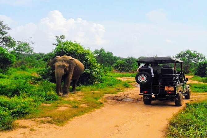 Udawalawe Safari - Private & Customize Tour - Who This Private Udawalawe Safari Is Best For