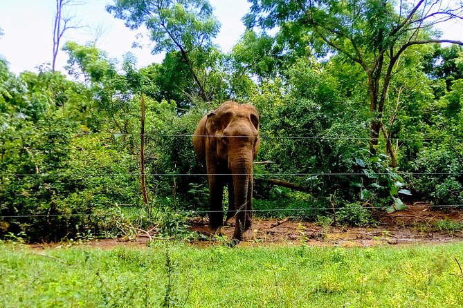 Udawalawe Safari - Private & Customize Tour - The 3-Hour Guided Jeep Safari, What It Really Gives You