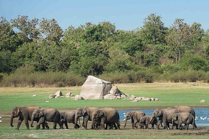 Udawalawe Safari Private Day Tour Kaluthara/Beruwala/Bentota/Kosgoda/Ahungalla - Elephant Transit Home: what the included ticket adds