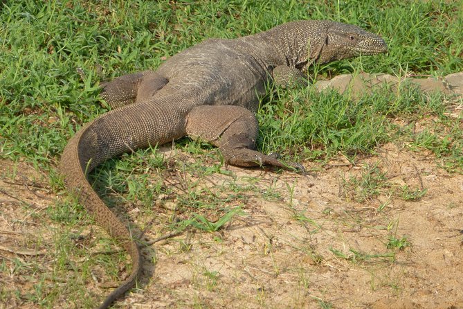 Udawalawe Safari Private Day Trip from Bentota and Kalutara Areas - Timing the Day: Lunch Break Without Losing Your Momentum