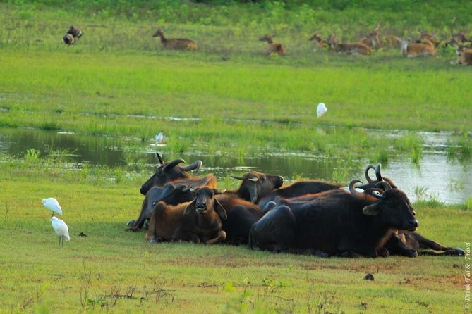 Udawalawe Safari Private Day Trip from Bentota and Kalutara Areas - The Long Drive Factor: Comfort, Timing, and Expectations