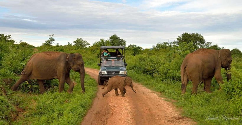 Udawalawe Safari Private Day Trip with Lunch - All Inclusive - Udawalawe Jeep Safari Time: what that 3 to 3.5 hours really buys you