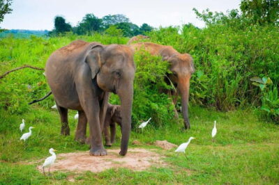 Udawalawe Safari Private Day Trip with Lunch – All Inclusive