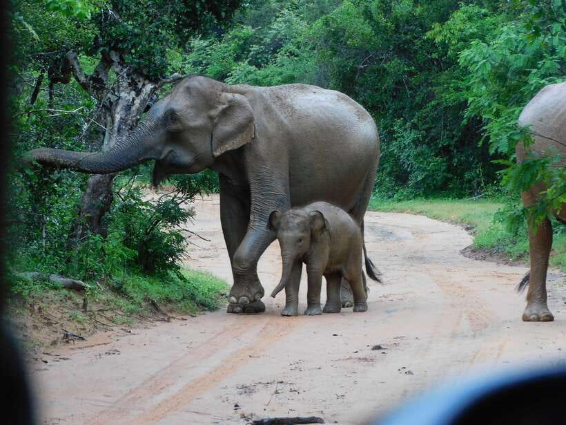 Udawalawe Safari Tour from Hambantota Port (Shore Excursion) - Key things to know before you go