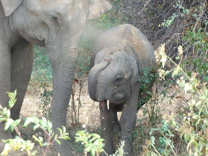 Udawalawe Safari Tour from Hambantota Port (Shore Excursion) - Should you book this shore safari from Hambantota Port?