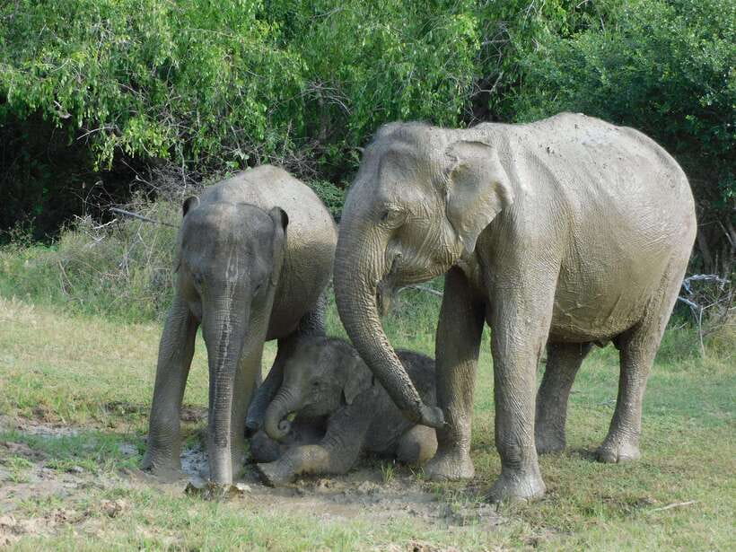 Udawalawe Safari Tour from Hambantota Port (Shore Excursion) - Price and value: $67 for a half-day, with transport and jeeps