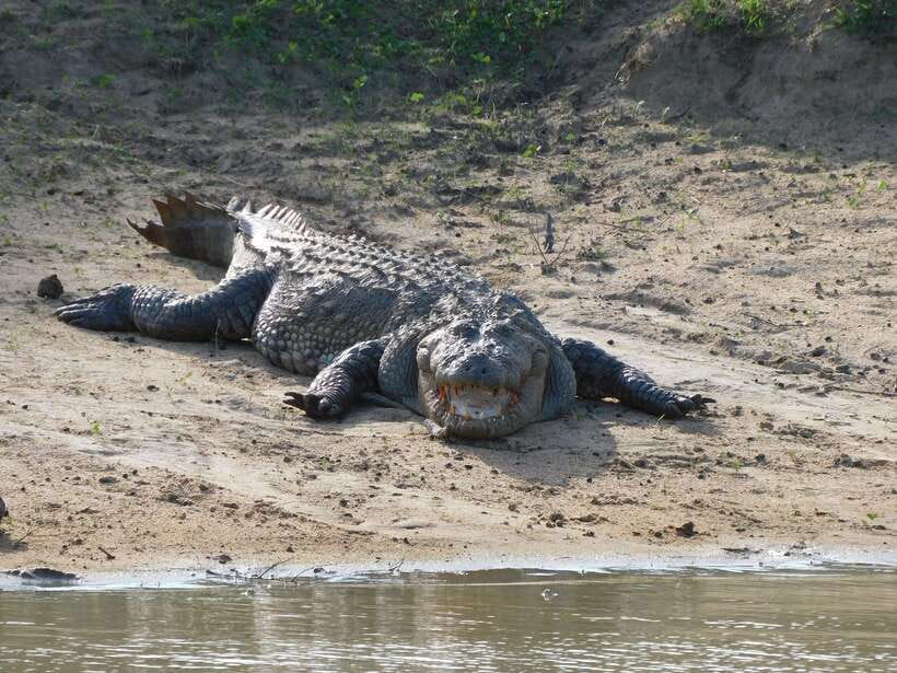 Udawalawe Safari Tour from Hambantota Port (Shore Excursion) - Small gotchas that can affect your experience