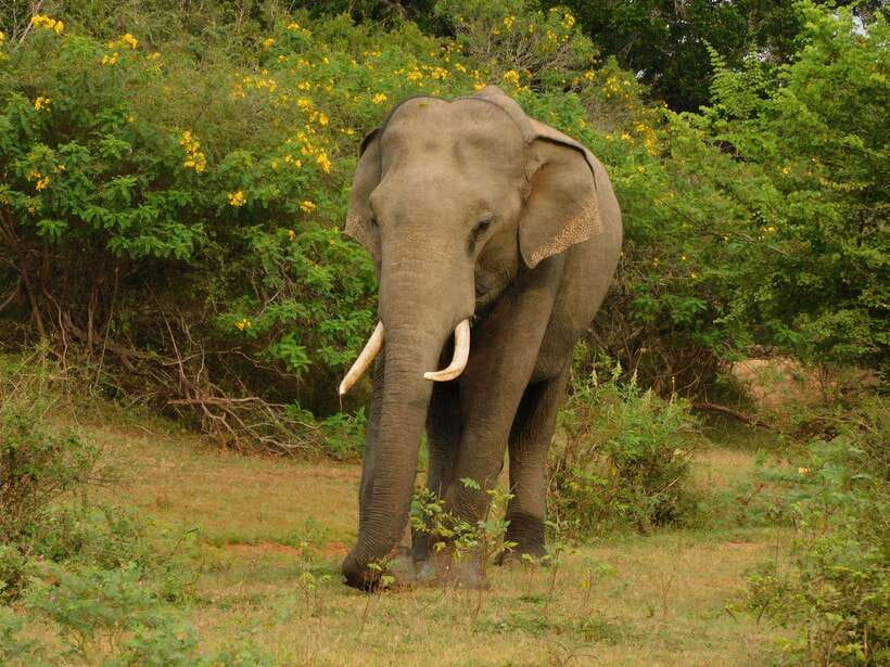 Udawalawe Safari Tour from Hambantota Port (Shore Excursion) - Who should book this Udawalawe shore excursion, and who should skip it