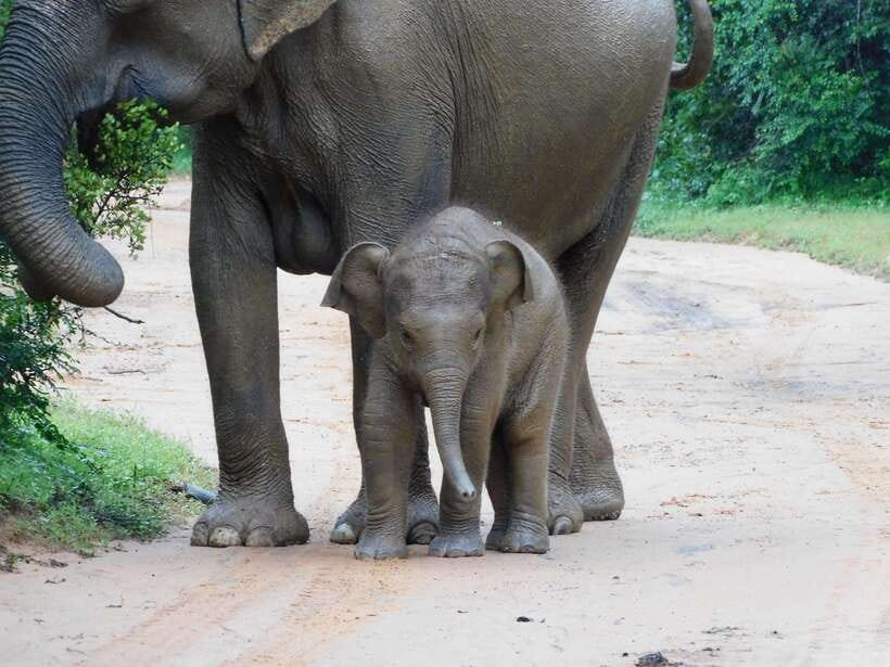 Udawalawe Safari Tour from Hambantota Port (Shore Excursion) - Meet your crew, then switch into safari mode
