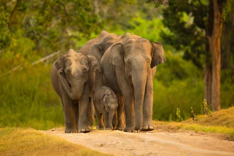 Udawalawe Safari Tour from Tissamaharama/Yala/Hambantota - Why Udawalawe feels calmer and elephant-focused