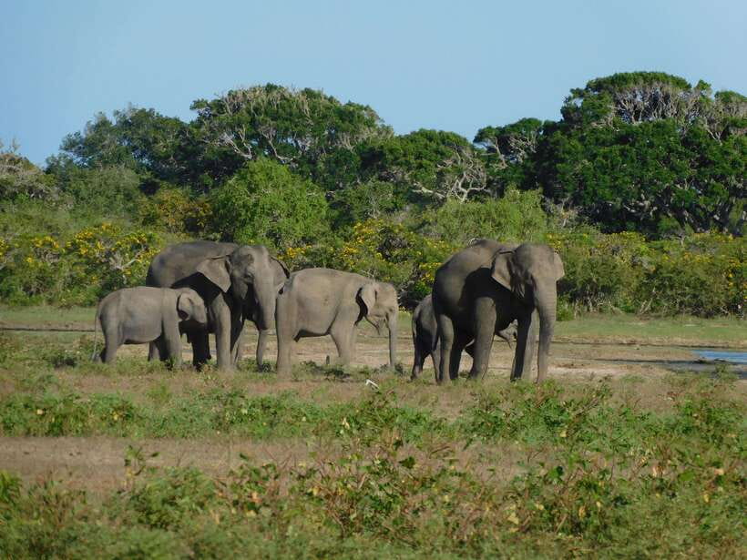Udawalawe Safari Tour from Tissamaharama/Yala/Hambantota - Five hours inside Udawalawe National Park