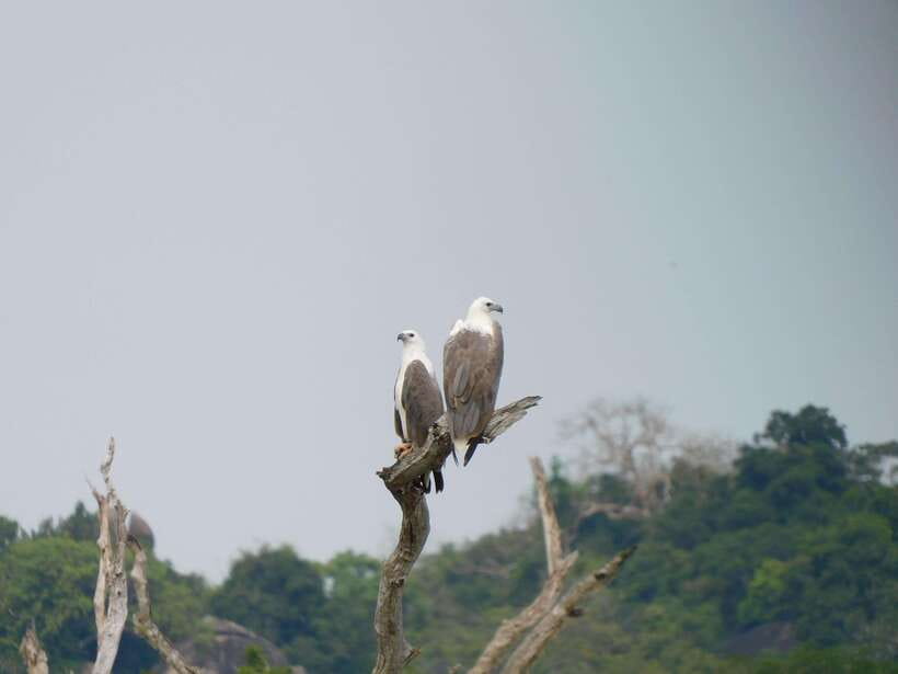 Udawalawe Safari Tour from Tissamaharama/Yala/Hambantota - Elephant Transit Home visit: what you learn in one hour