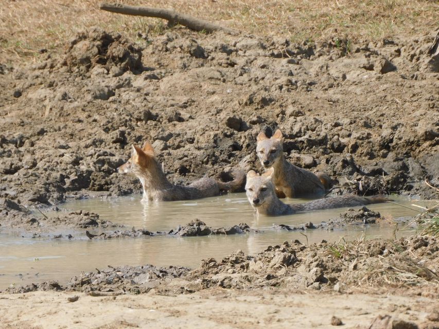 Udawalawe Safari Tour from Tissamaharama/Yala/Hambantota - Price and value at about $70 per person