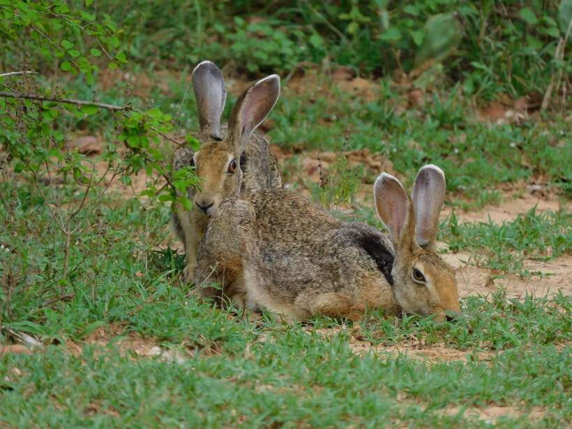 Udawalawe Safari Tour from Tissamaharama/Yala/Hambantota - Who should book, and who might prefer something else