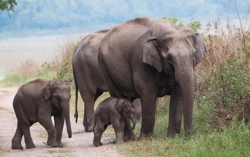 Udawalawe Safari Tour from Tissamaharama/Yala/Hambantota - Hotel pick-up routes around Yala and Hambantota