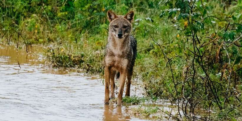 Udawalawe : Udawalawa National Park Half day Safari Tour - Key highlights you will actually care about