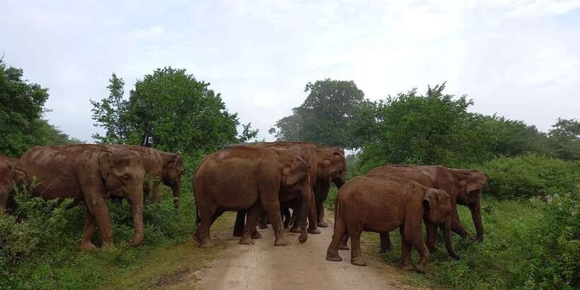 Udawalawe : Udawalawa National Park Half day Safari Tour - Why Udawalawa is the elephant safari you keep thinking about