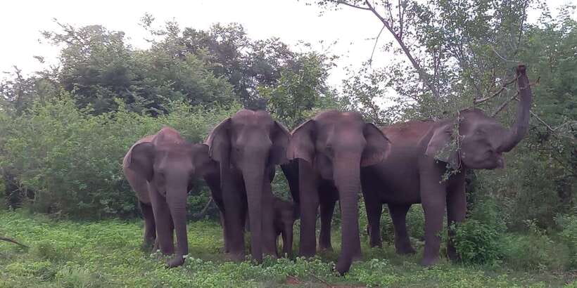 Udawalawe : Udawalawa National Park Half day Safari Tour - Your private 4x4 jeep and guide style in the field