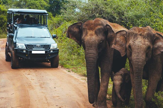 VALUE PACK! One Day Safari Tour to Yala and Udawalawa Parks - What You’re Most Likely to See, Based on This Style of Day