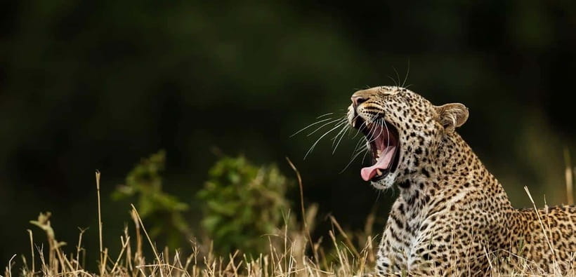 Value Tour: One Day Safari Trip to Yala & Udawalawe w/ Lunch - Why This One-Day Double Park Safari Makes Sense