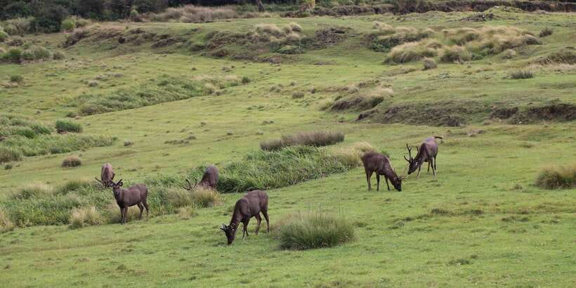 Visit Horton plains and Nuwara Eliya from Ella - Price and value: is $60 per person fair?