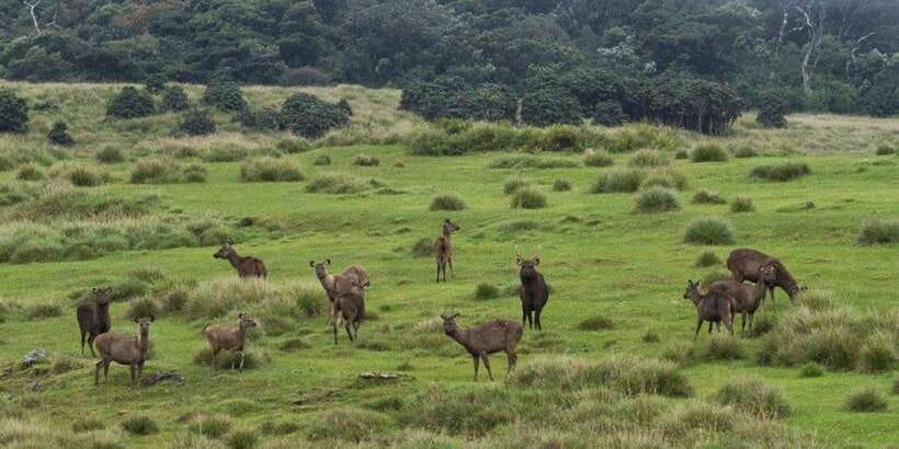 Visit Horton plains and Nuwara Eliya from Ella - Should you book this Horton Plains and Nuwara Eliya day trip?