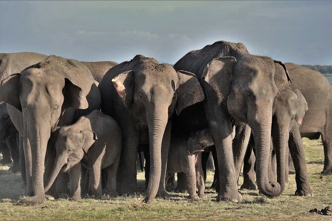 Visiting the Historical Polonnaruwa Ruins and Minneriya Safari - Minneriya or Kaudulla Evening Safari: How the Elephant Show Actually Works