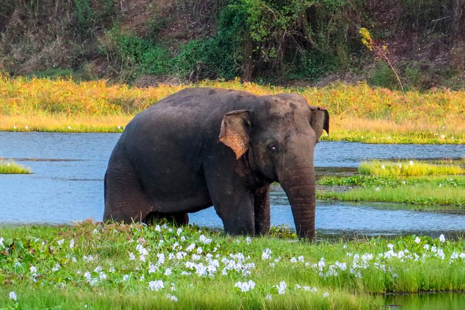 Wasgamuwa National Park Safari - Key highlights to know before you go