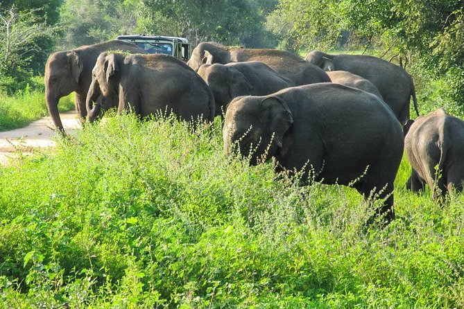 Wasgamuwa National Park Safari - Wasgamuwa National Park feels less crowded, so sightings can feel better