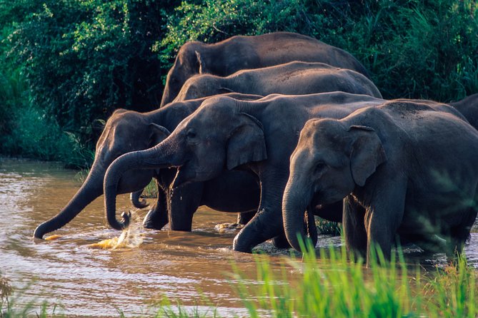 Wasgamuwa National Park Safari - Your guide and driver: the real secret to better animal spotting