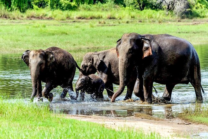 Wasgamuwa National Park Safari - What you can actually see: elephants, birds, reptiles, and butterflies