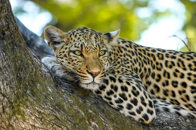 Wasgamuwa National Park Safari - The ancient ruins add a bonus story to your safari ride