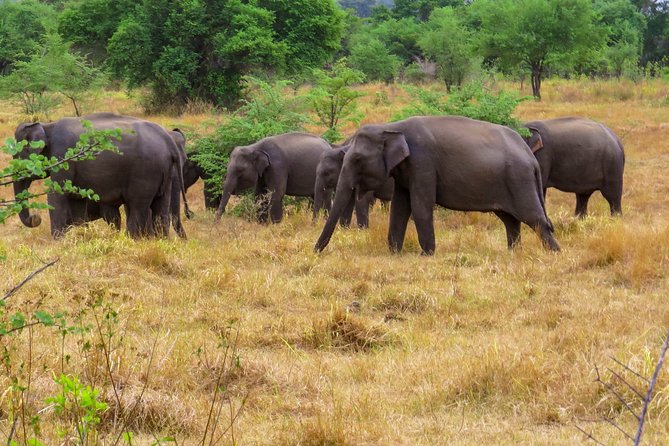 Wasgamuwa National Park Safari - Morning vs afternoon vs full-day: choose the length that fits your patience