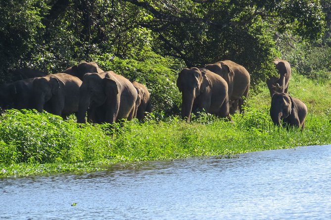 Wasgamuwa National Park Safari - Price and value: how the $33 works with entrance tickets