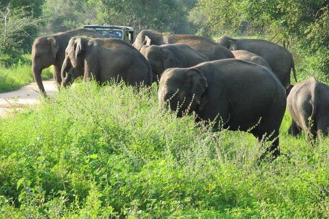 Wasgamuwa National Park Safari from Kandy - Price and what you truly get for $104 per person