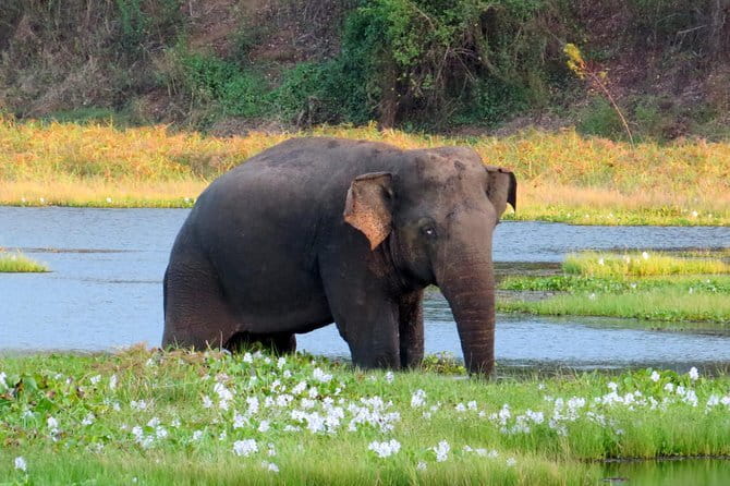 Wasgamuwa National Park Safari from Kandy - What to bring for a smoother Wasgamuwa day