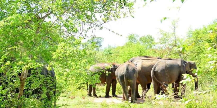 Wasgamuwa National Park Safari (Private Jeep) - Key points to know before you go