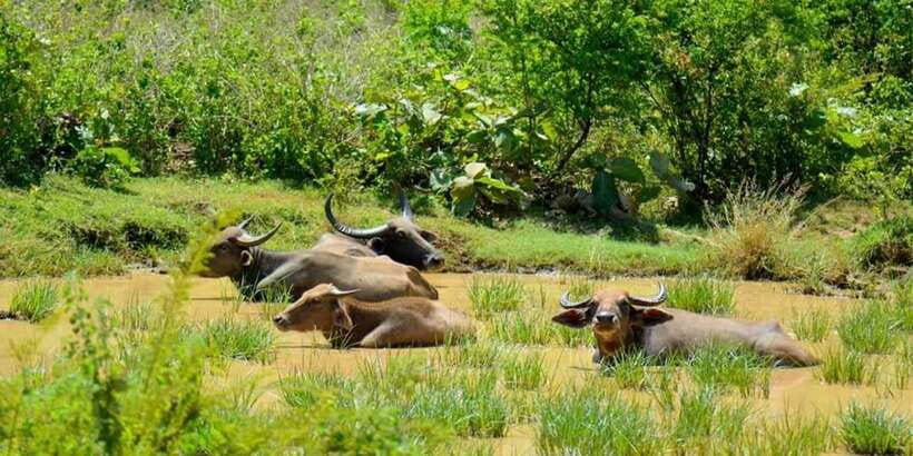 Wasgamuwa National Park Safari (Private Jeep) - The morning safari routine: start fresh, spot more