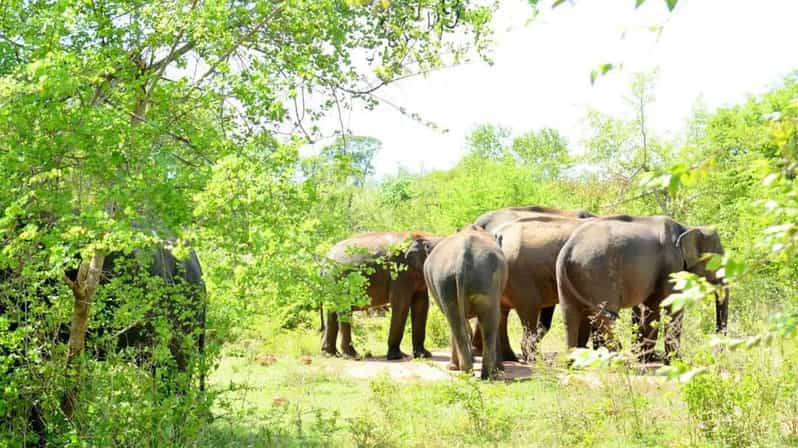 Wasgamuwa National Park Safari (Private Jeep) - Wildlife you can reasonably hope for, plus how to think about it
