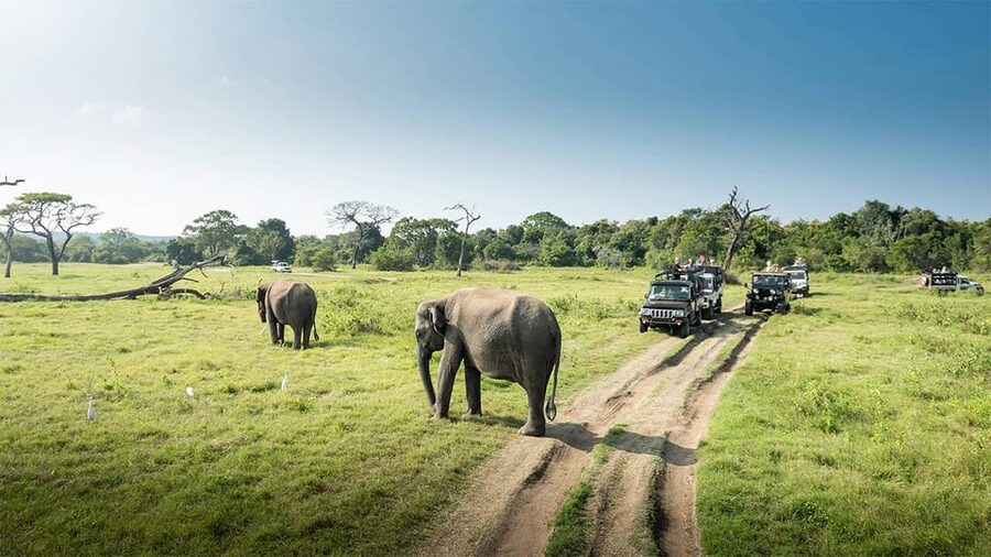 Wasgamuwa National Park Safari (Private Jeep) - Price and value: what you really get for about $25 per person