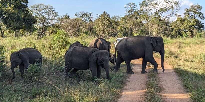 Wasgamuwa National Park Safari (Private Jeep) - Entrance tickets and food: the small details that can ruin a day