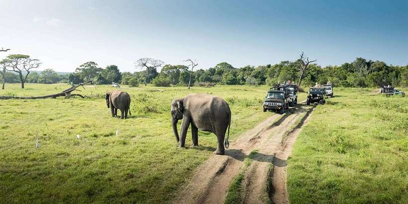 Wasgamuwa National Park Safari (Private Jeep) - Who this private Wasgamuwa jeep safari suits best