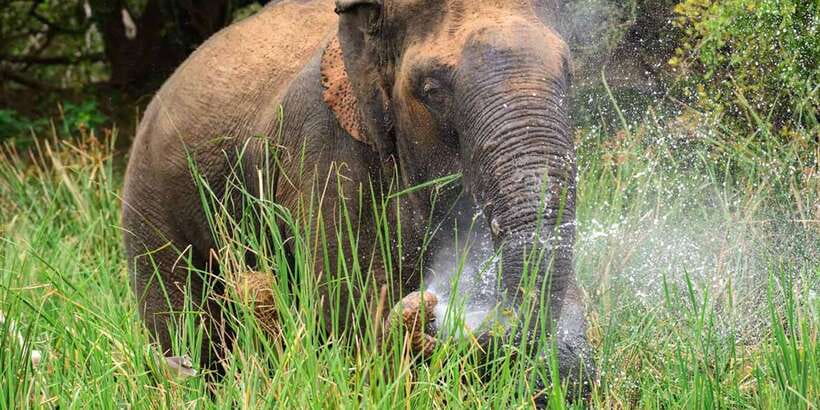 Wasgamuwa National Park Safari (Private Jeep) - Private jeep safari logistics that actually matter