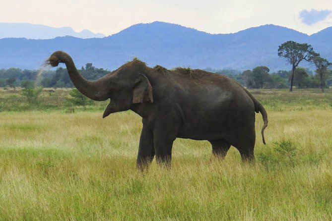 Wasgamuwa National Park Safari - Jeep safari timing and pickup rules: morning, evening, full-day