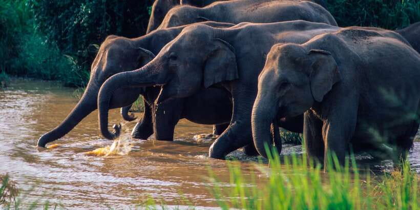 Wasgamuwa: Wasgamuwa National Park Private 3-Hour Safari - Key highlights you will care about