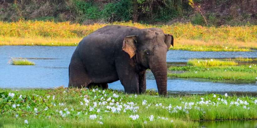 Wasgamuwa: Wasgamuwa National Park Private 3-Hour Safari - Wasgamuwa National Park near Polonnaruwa: the dry forest stage for real wildlife