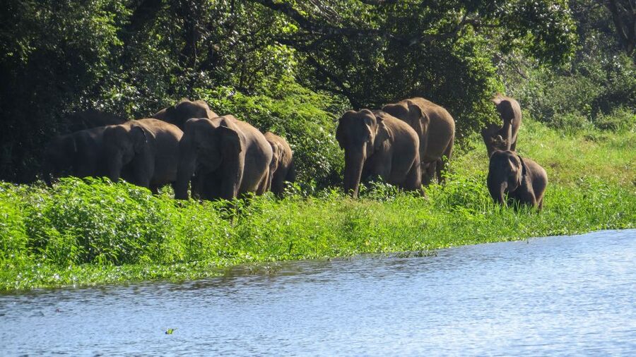 Wasgamuwa: Wasgamuwa National Park Private 3-Hour Safari - What to bring, and what can spoil the day