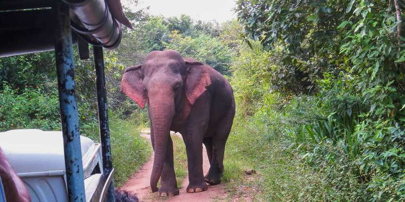 Wasgamuwa: Wasgamuwa National Park Private 3-Hour Safari - The private 3-hour 4x4 ride: how you make the most of limited time